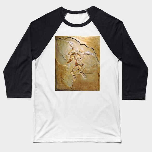 Archaeopteryx fossil, Berlin specimen (C010/2628) Baseball T-Shirt by SciencePhoto